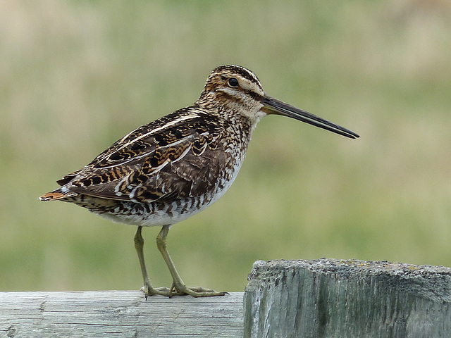 A Snipe from last year