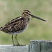 A Snipe from last year