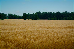 Wheat Field, with Trees