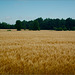 Wheat Field, with Trees