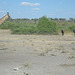 Shift Change in Chobe National Park