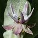Individual flower of Showy Milkweed