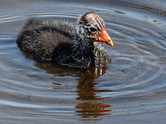 Baby Coots are so cute