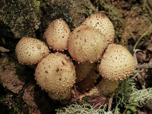 A little Pholiota cluster