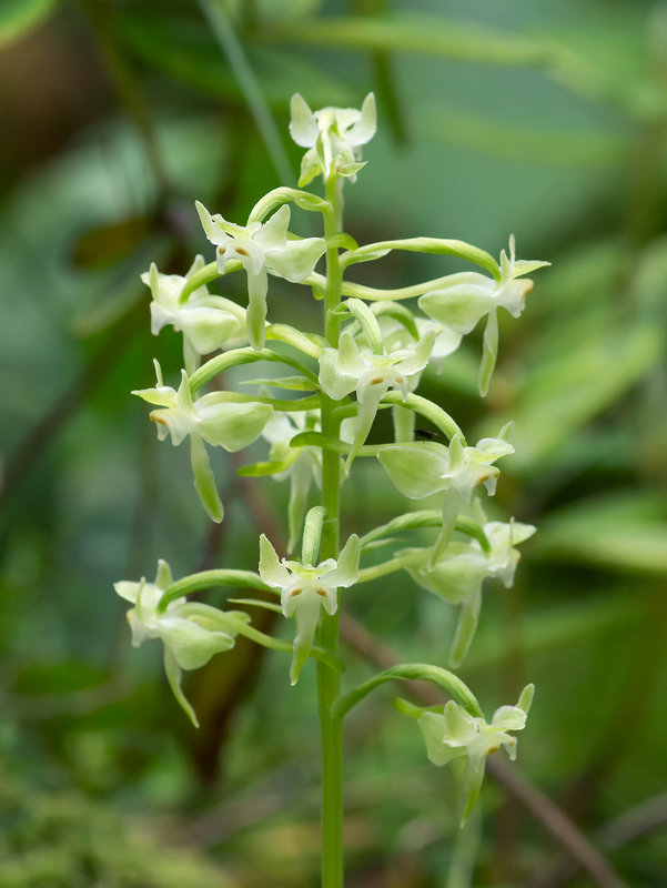 Platanthera orbiculata (Large Round-leaf orchid)