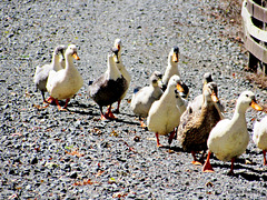 Line of Geese