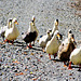 Line of Geese