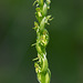 Platanthera aquilonis (Northern Green orchid)