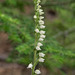 Goodyera tesselata (Checkered Rattlesnake Plantain orchid)