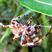 Gartenkreuzspinne (Araneus diadematus) Das vom Wind zerstörte Netz wird zur Wiederverwertung aufgefressen. ©UdoSm