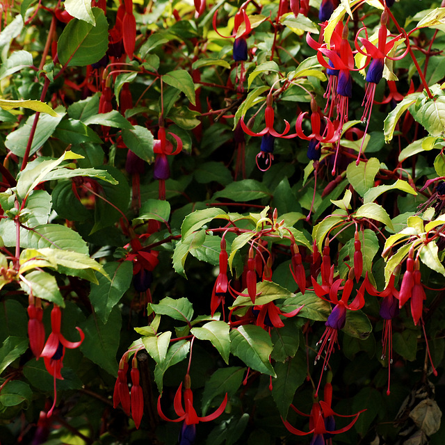 Fuschia