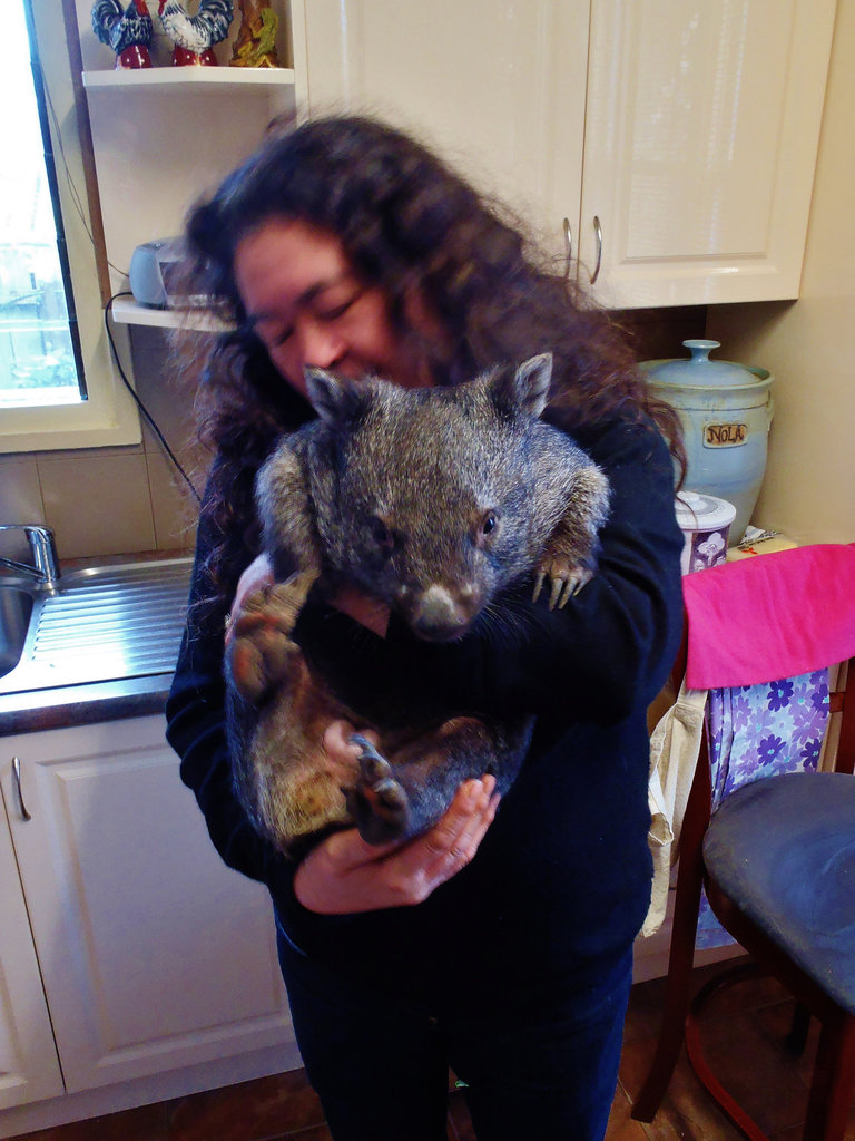 Shanus the wombat joey