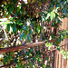 Gartenkreuzspinne (Araneus diadematus) Das Netz, ein Meisterwerk an Fleiß und Präzision . ©UdoSm