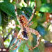 Kreuzspinne (Araneus diadematus)  ©UdoSm