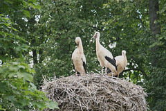 Valge-toonekurg / White stork