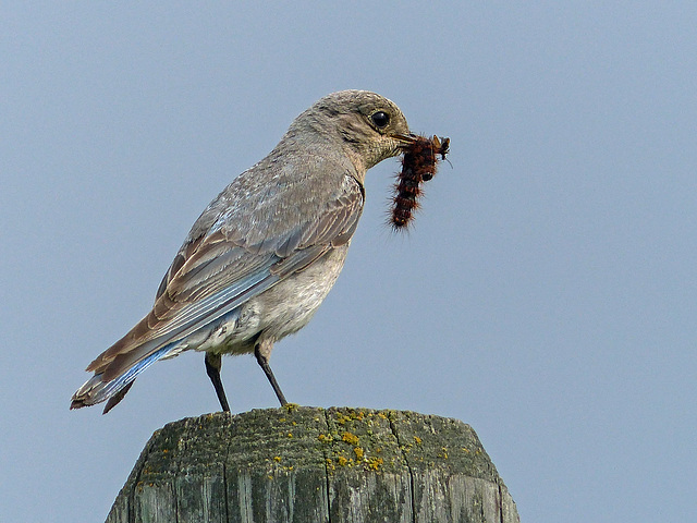 Throat-tickling supper