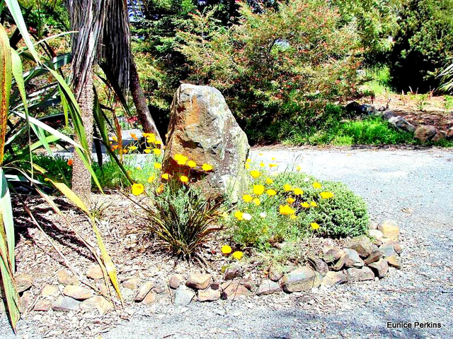 Rock and Californian Poppies.
