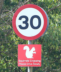 Scottish Red Squirrels Crossing!