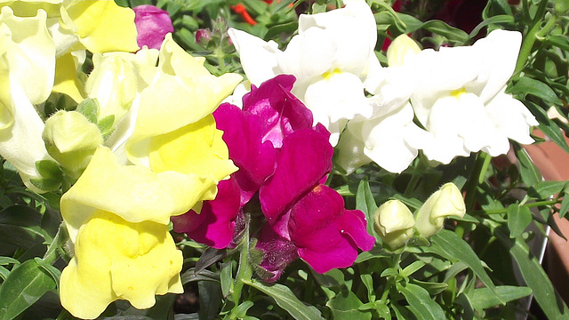 The snapdragons are so colourful