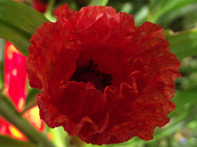The red poppy is so beautiful