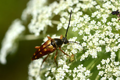 Longhorn beetle dines with Queen Anne