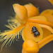 Platanthera ciliaris (Yellow Fringed orchid) with small spider