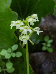 Gymnadeniopsis clavellata (Club-spur orchid or Small Green Woodland orchid)