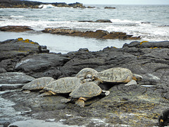 Sea turtles at Haena Cove