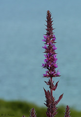 Purple Loosestrife Lythrum salicaria
