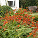 Riot of orange in the garden
