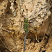 Emperor Dragonfly Anax imperator