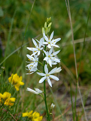 Anthericum liliago - St Bernard's lily