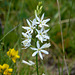 Anthericum liliago - St Bernard's lily