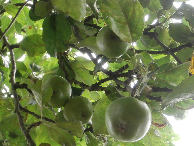 Apples are growing beautifully
