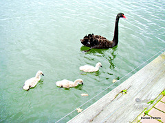Mother Swan and Her Baby Cygnets