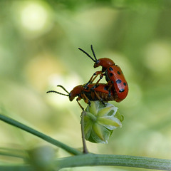 Mating Spotted Asparagus Beetles