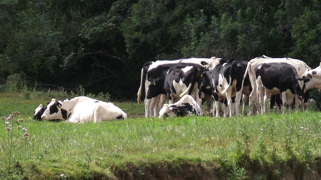 Cows lying languidly in the warmth