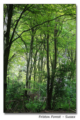 Friston Forest - Sussex - 7.7.2014