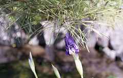 Iris and pine leaves