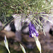 Iris and pine leaves