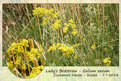 Lady's Bedstraw - Cuckmere Haven - 7.7.2014