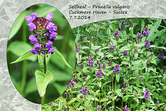 Selfheal - Prunella vulgaris - Cuckmere Haven - 7.7.2014