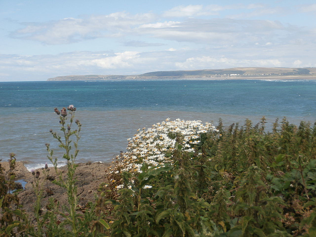 View at Westward Ho. - flowers are blooming everywhere