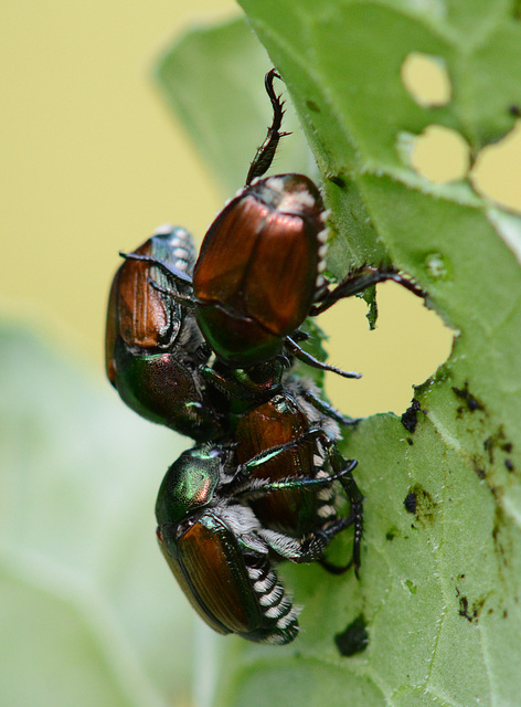 A Japanese beetle scrum