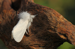 Brown-tail Moth