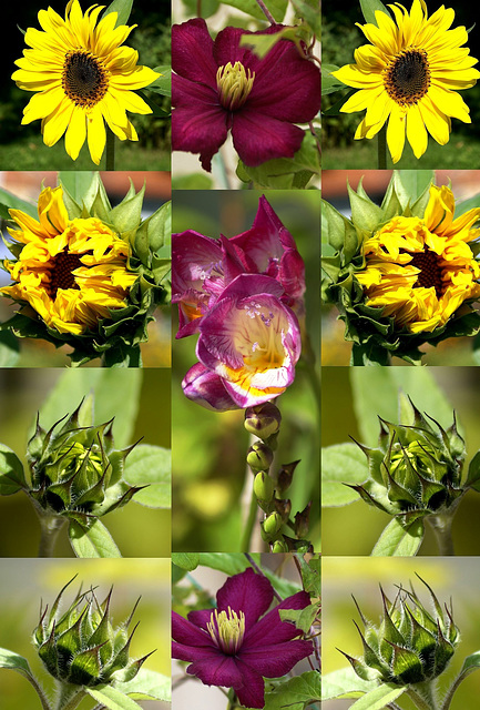 Sommerblumen. ©UdoSm