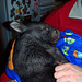Shanus the wombat joey