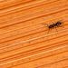 Ant on Bamboo Floor
