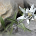 Leontopodium alpinum :-))