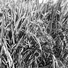 Rice plant in August